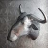 Wildebeest Trophy Head