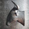 Wildebeest Trophy Head